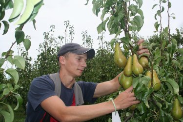 Conference Pear picking at Mount Ephraim Conference Pear picking at Mount Ephraim